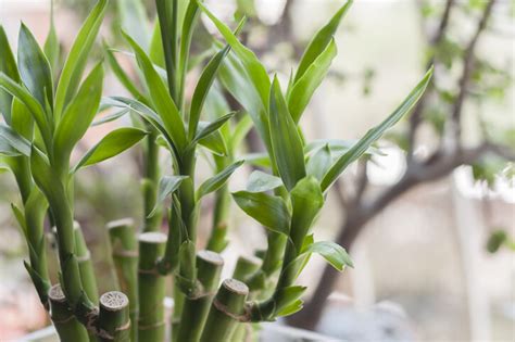 家中招財植物|風水植物｜不只富貴竹！7款招財/招桃花植物推介+不 